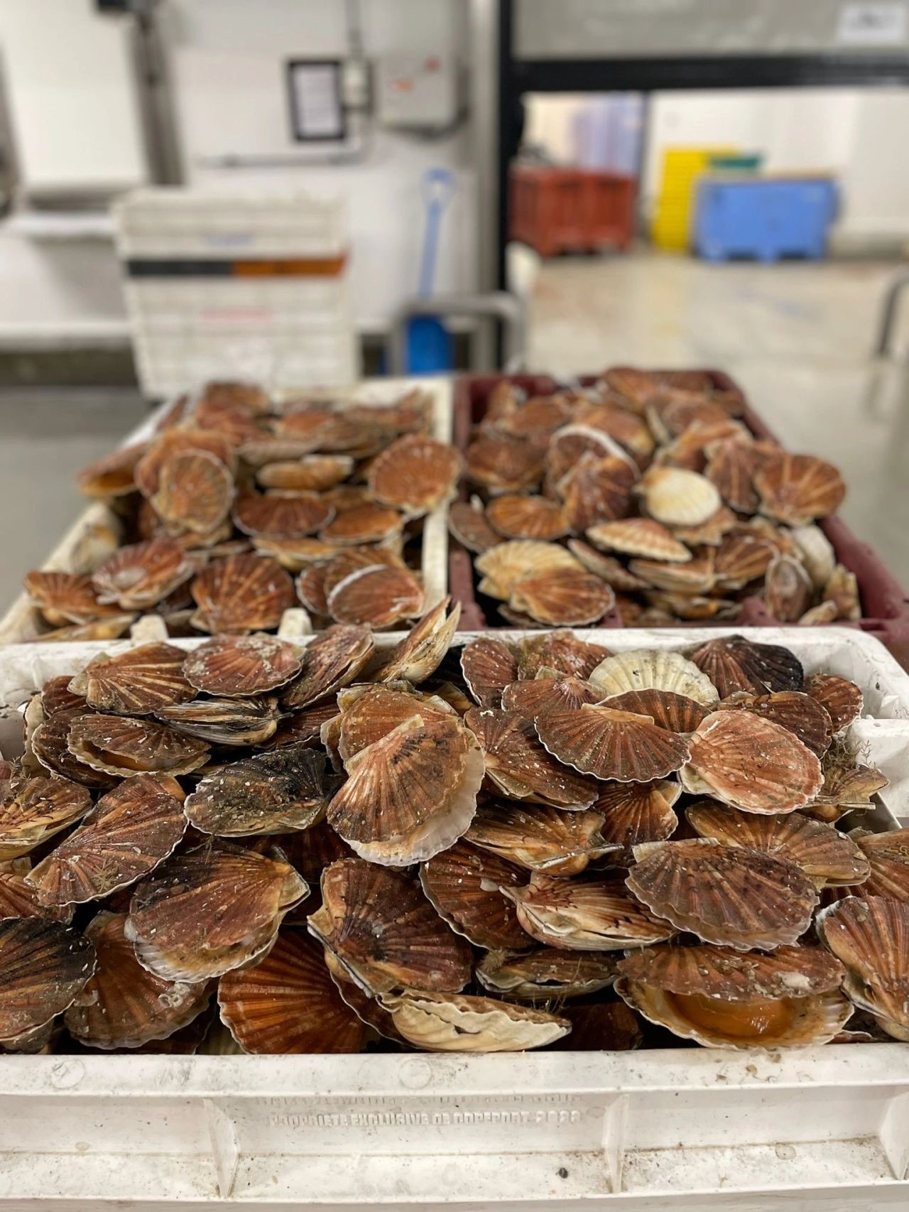 Les Coquille Saint Jacques sont là