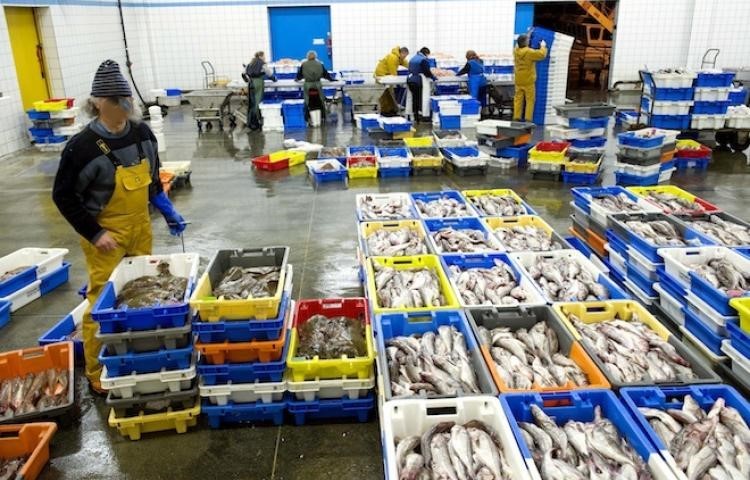 La mer nourricière : du large à l&rsquo;assiette – 2em partie